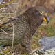How could you call such a horrible monster playful??? (Image: Christian Mehlführer/Wikimedia Commons)